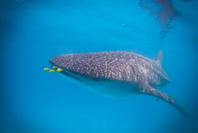 Whale Shark Snorkelling