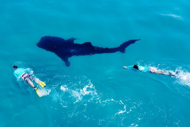 Whale Shark Snorkelling